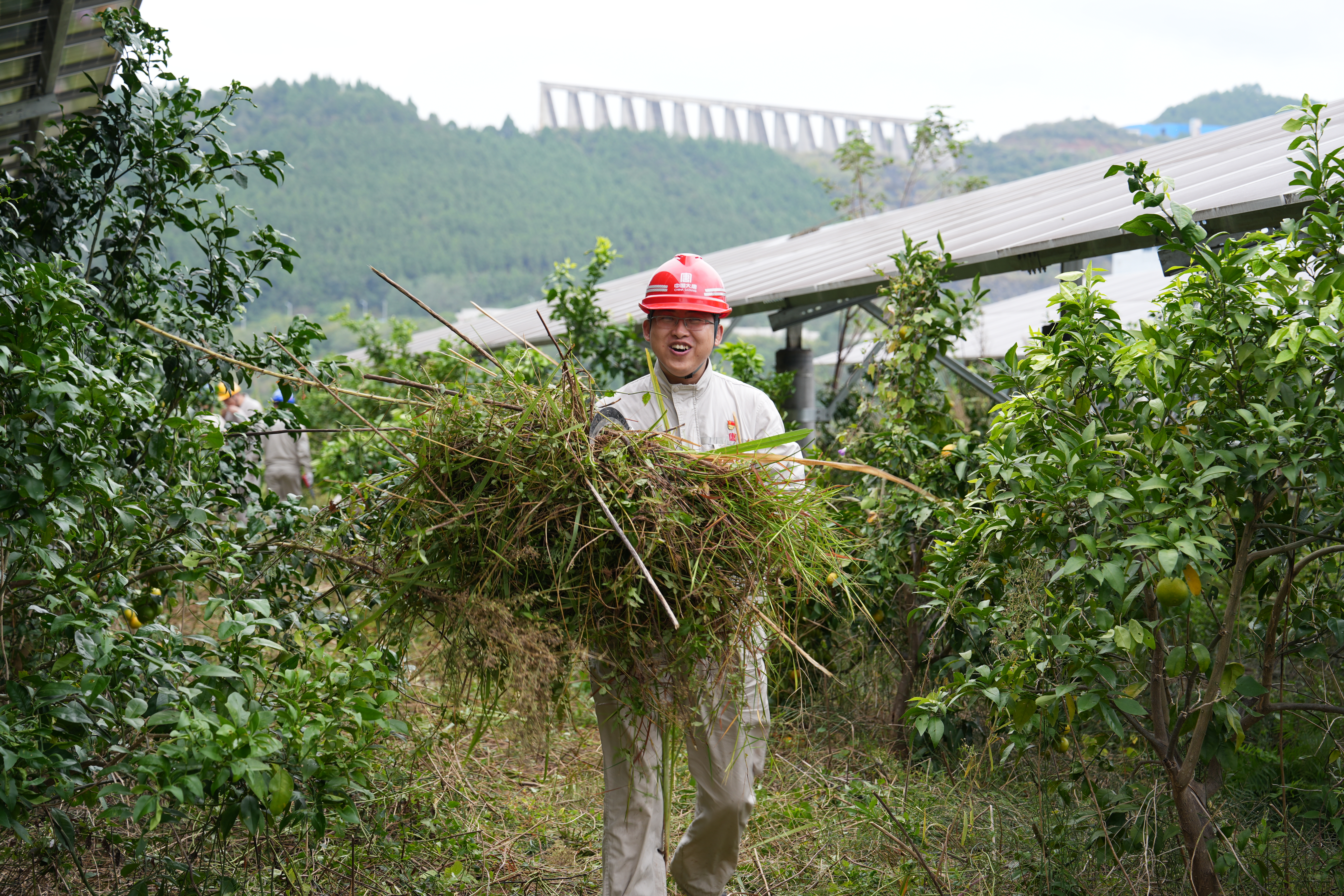 2024年10月12日，亭子口公司开展“百日攻坚 农光一体化 沐鸣2在行动”除草活动 (11).jpg